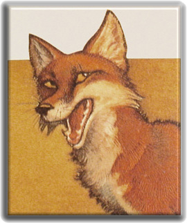 Aesop Fox