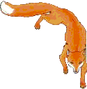 Aesop Fox