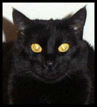 Familiar Spirit Black Cat