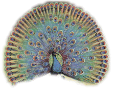 D:\Documents and Settings\Administrator\My Documents\My Webs\graphics\clipart_mystical\religionhindu\peacock.gif
(227 x 180 x 256) (34844 bytes)